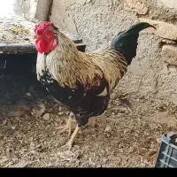 خروس محلی برای قربانی