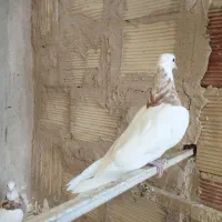 کبوتر طوقی|پرنده|پاکدشت, پاکدشت (مامازند)|دیوار