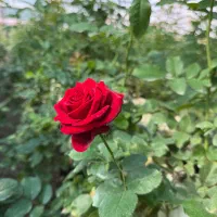 خانم جهت کار در گلخانه گل رز|استخدام صنعتی، فنی، مهندسی|گلبهار, نوبهار|دیوار