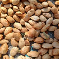 بادام رختی تازه
