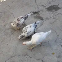 مرغ لاری اصیل