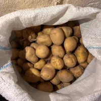 سیب زمینی کوچک