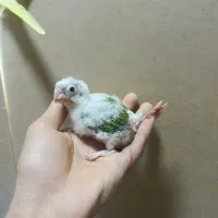 جوجه گرینجیک آماده دستی کردن خوش قیمت