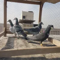 کبوتر سبز پولک، کرباتی