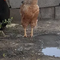 مرغ و خروس محلی