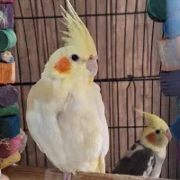 عروس هلندی لوتینو