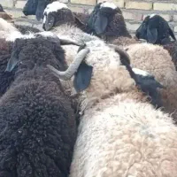 گوشت ارگانیگ بره ،توقلی