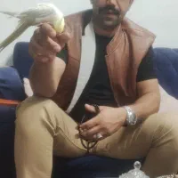 عروع هلندی گمشده