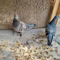 کفتر پلاکی|پرنده|فلاورجان, |دیوار