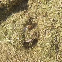 خرید فروش کاه گندم کاه لوبیا و غیره جو