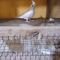 عروس هلندی+ مرغ عشق با جوجه