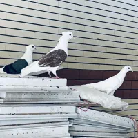 پشتدار