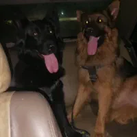 سگ ژرمن شپرد/توله سگ/ سگ ماده نر/پت خانگی|سگ|شیراز, ارم|دیوار