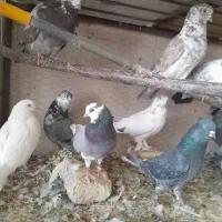 کفتر  پرشی. ویاهو