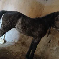 اسب|اسب و تجهیزات اسبسواری|تخت سلیمان, |دیوار