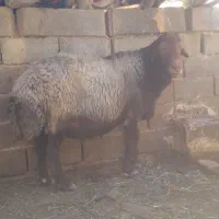 قوچ افشاری|حیوانات مزرعه|مشهد, کوشک مهدی|دیوار
