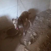 سگ ادم ندیده