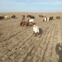 بزغاله نر گوشتی|حیوانات مزرعه|اردبیل, |دیوار