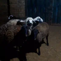 بره پای پروار|حیوانات مزرعه|ساوه, |دیوار