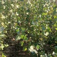 نهال صنوبر ترک و تبریزی یکساله و دوساله|خدمات باغبانی و درختکاری|مینودشت, |دیوار