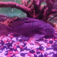 کت فیش وارونه خرگوشی کف خوار