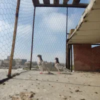 کبوتر رنگی کله سرخ جوجه