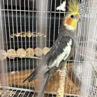 عروس هلندی سخنگو دستی
