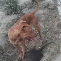 واگذاری سگ پیت نر و ماده