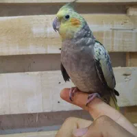 عروس هلندی نر آلبینو|پرنده|آران و بیدگل, |دیوار