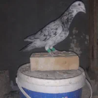 کبوتر  معاوضه