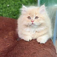 بچه گربه بریتیش موبلند