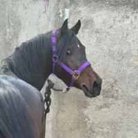 اسب و آموزش سوارکادی