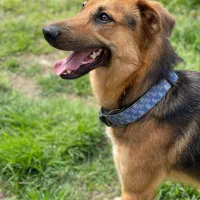 واگذاری رایگان شوشار پسر باهوش میکس استرالین شپرد