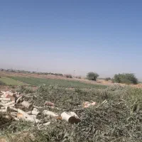 خرید و فروش چوب