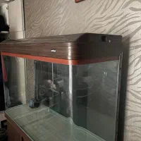 اکواریوم شرکتی ماهیران شیشه خم|ماهی|همدان, |دیوار