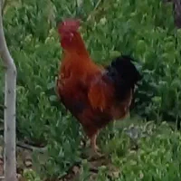 خروس محلی خوب درجه یک