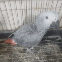 جوجه کاسکو دونخور جامبو