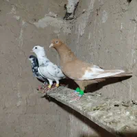 سار کاکلی