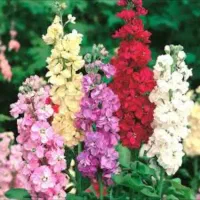 بذر گل شب بو هلندی اصل|گل و گیاه طبیعی|حمیدیه, |دیوار