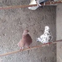 کفتر ماده سرخ دم سرور