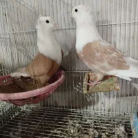 کفتر درجه یک