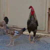 فروش فوری مرغ خروس جوجه