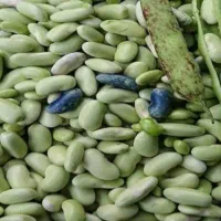 پوست کردن باقلا|خوردنی و آشامیدنی|رشت, دباغیان|دیوار