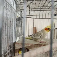 عروس هلندی ماده