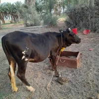 گاو فروشی