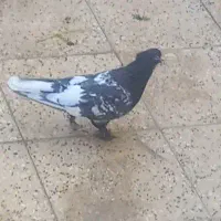 کله سرکه ای کاکل پاپر|پرنده|شیراز, شاهجیان|دیوار