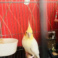 عروس هلندی جفت مولد با ۴ عدد تخم