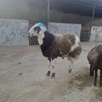 بروجروی پلنگی قوچ شیشک|حیوانات مزرعه|رضویه, |دیوار