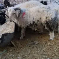 بره بومی محلی|حیوانات مزرعه|نیر (یزد), |دیوار