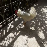 یک خوروس سالم خوشگل